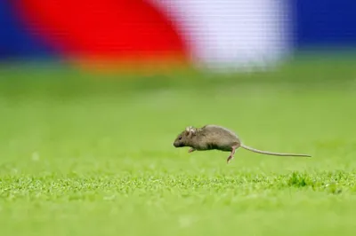 Old Trafford Hygiene Scare: Mouse Droppings Found Amid Calls for Stadium Upgrade